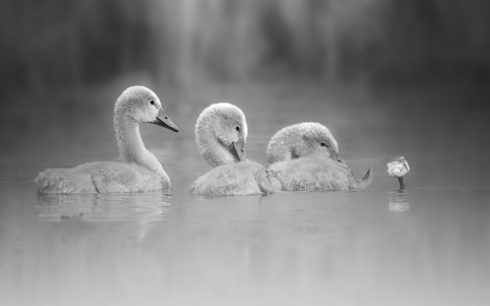 Photograph by Anna Kuzkina