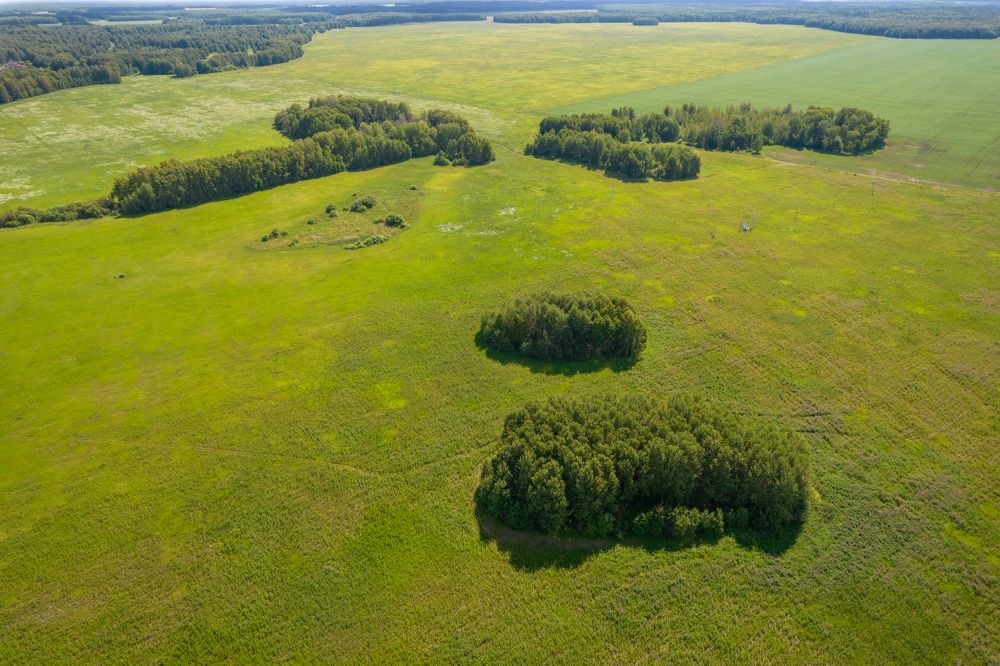 Поле Ч. Чаплин
