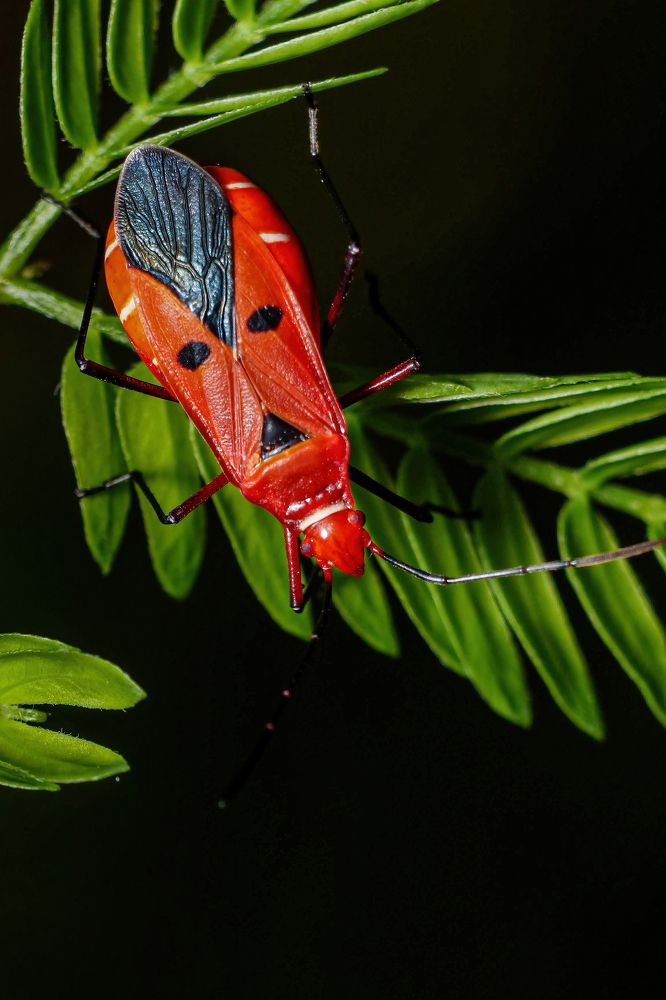 Wearing a tribal mask