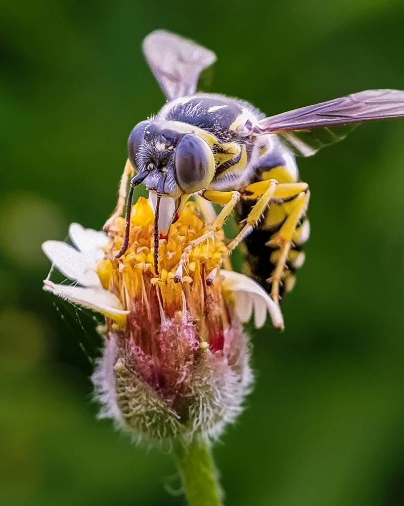 Honey collection time