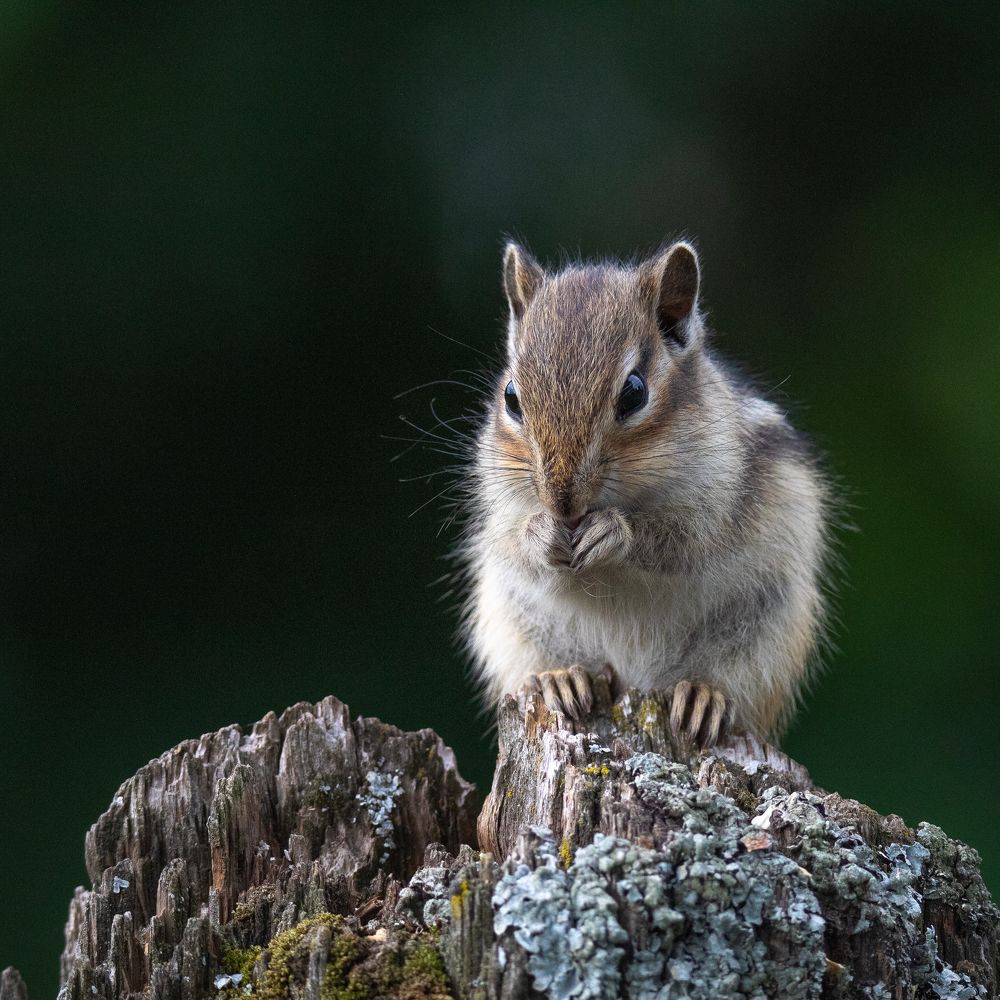 Photograph by Denis Schetinin