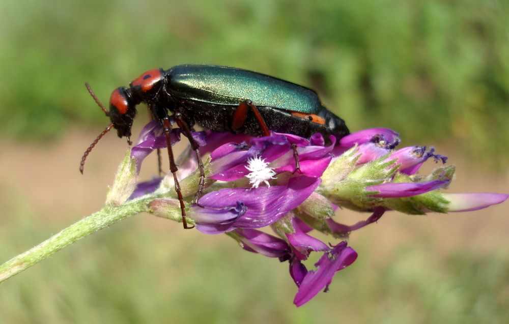 Photograph by Ольга Павлова