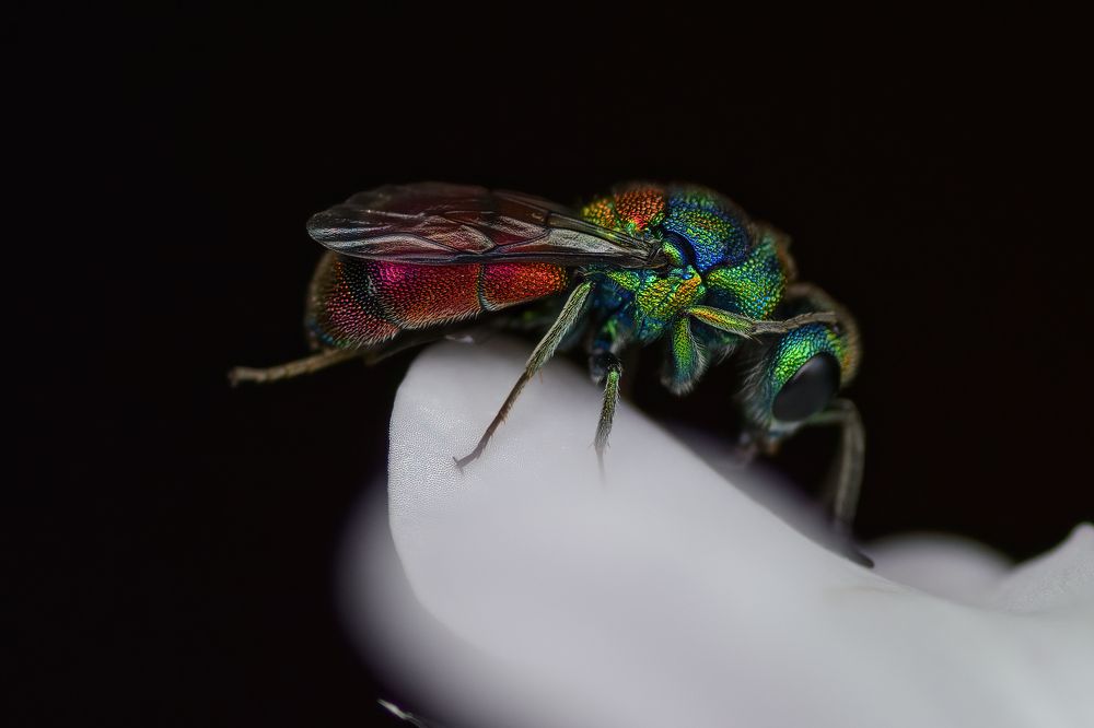 Photograph by Dino Sirica