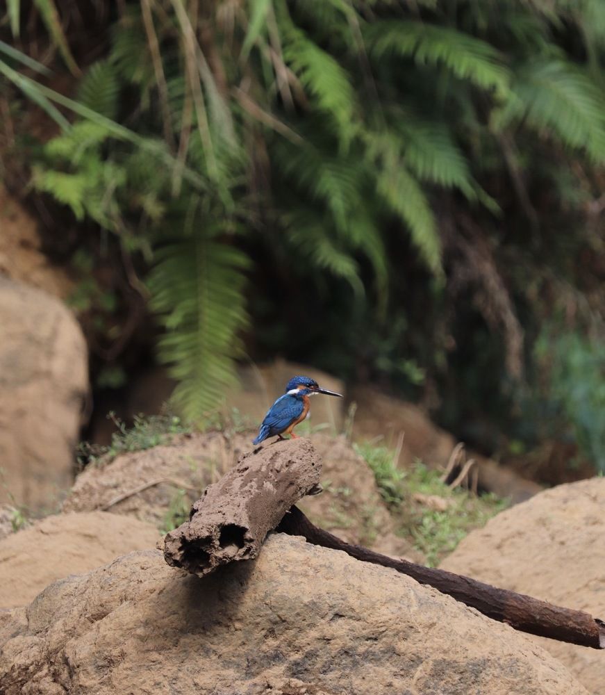 Photograph by Tharindu k