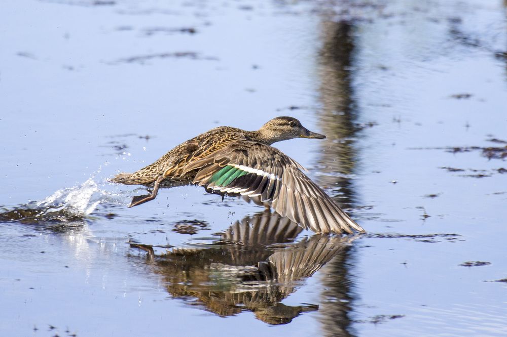 Photograph by Денис Шевелев