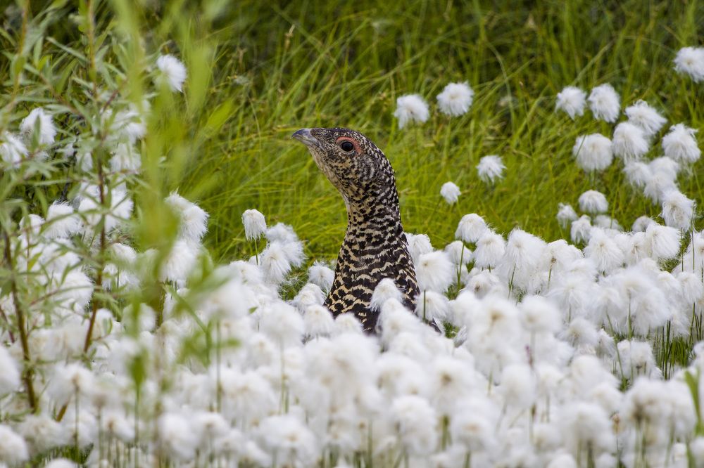 Жена глухаря