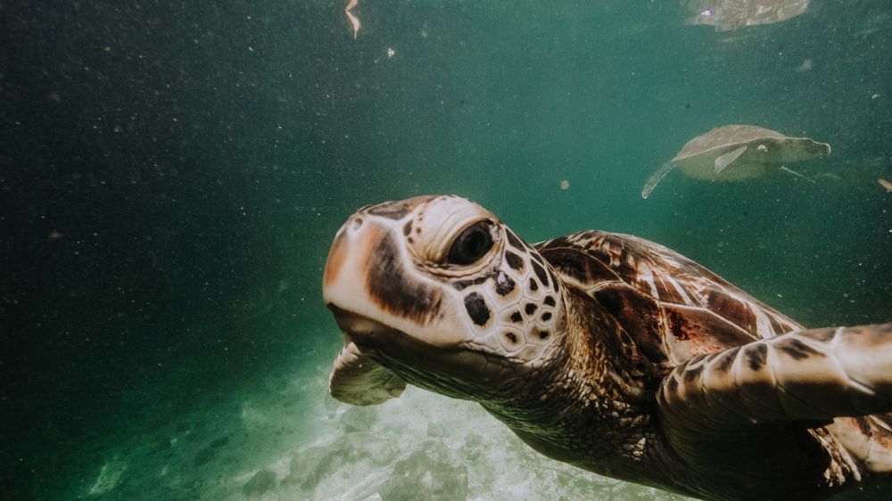 Photograph by Стоянова-Тимбукту Мария