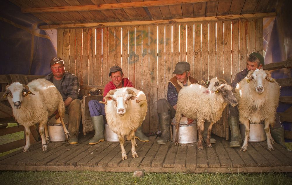 Shepherd's farm, the milking