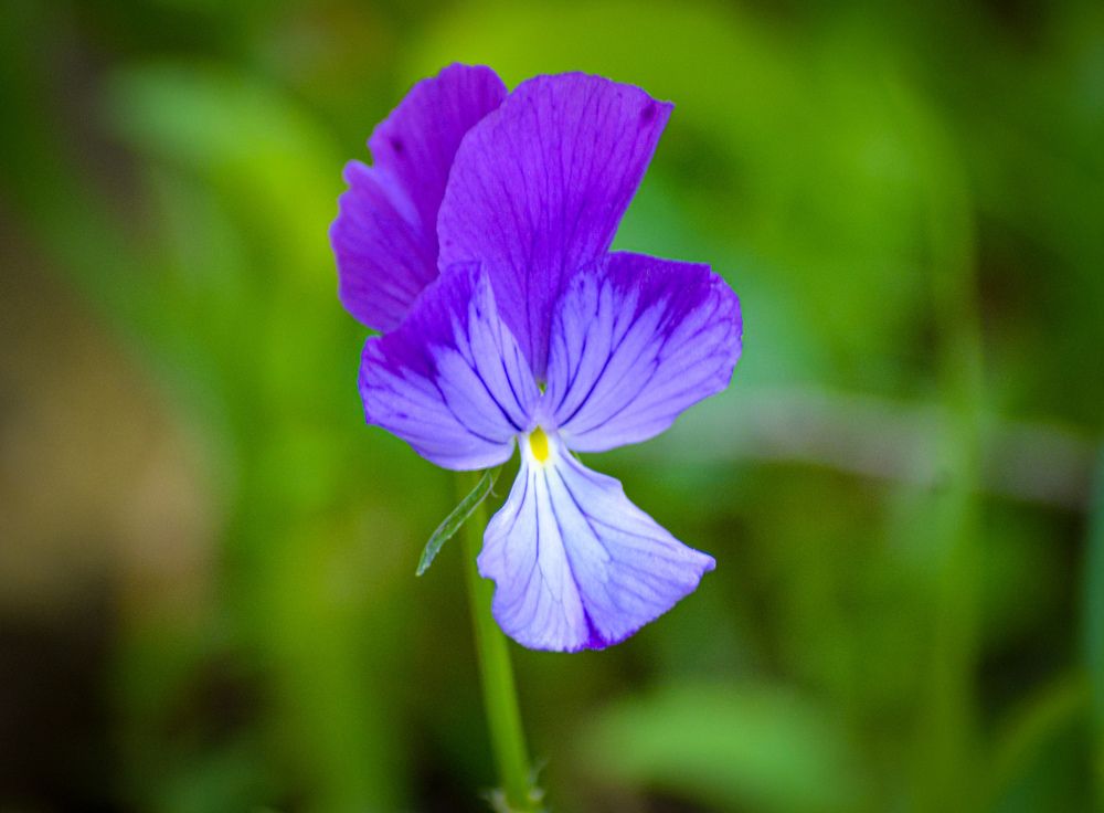 Photograph by Bachir Rabouh