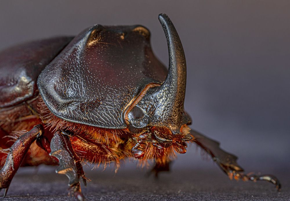 Жук-носорог