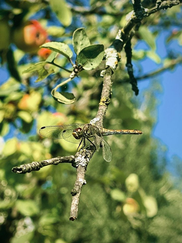 Фотография автора Елизавета
