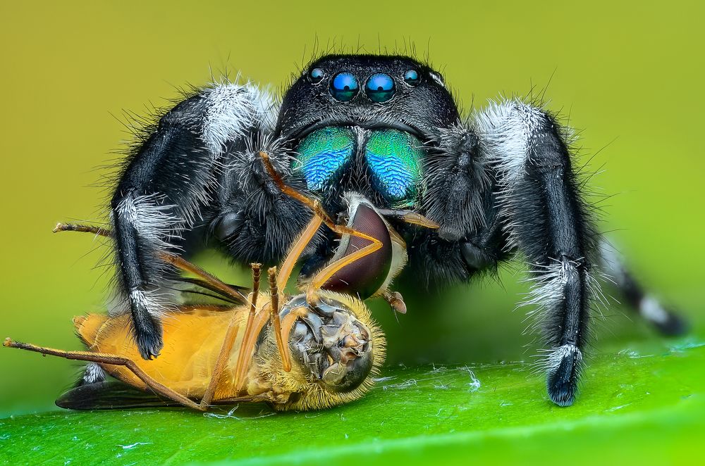 Male phidipus eating