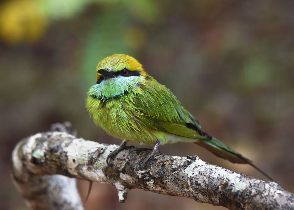 Photograph by Yohan Tharuka