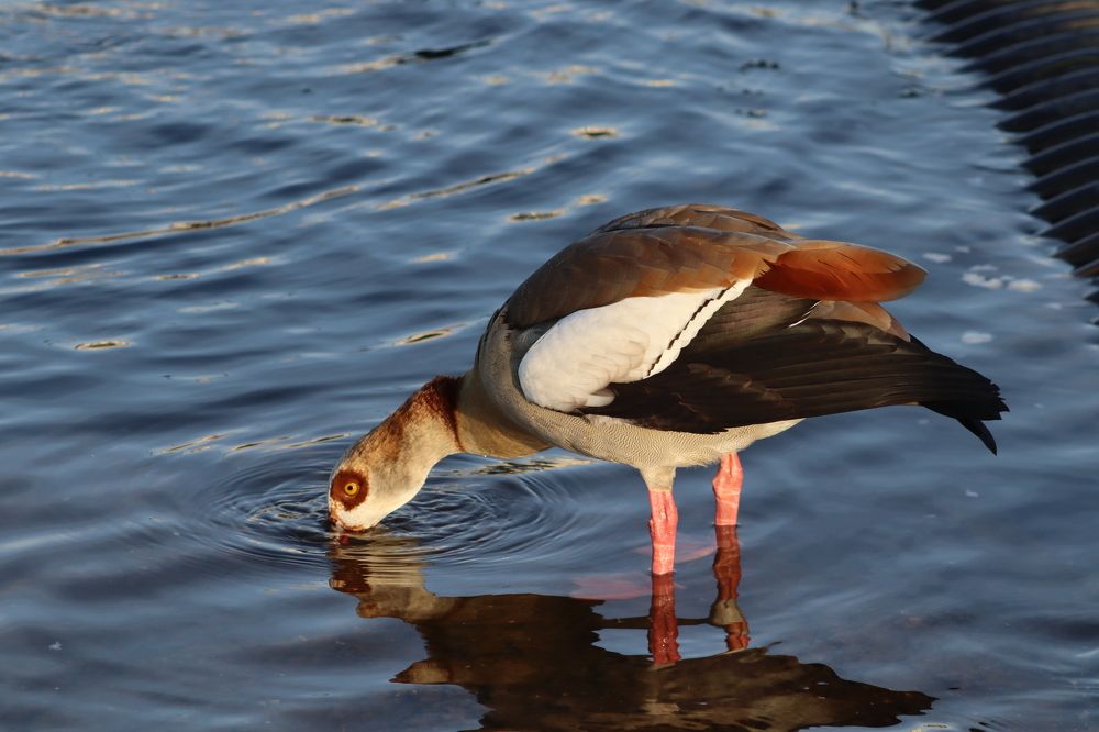 Photograph by José António Garcia Ferreira de Almeida