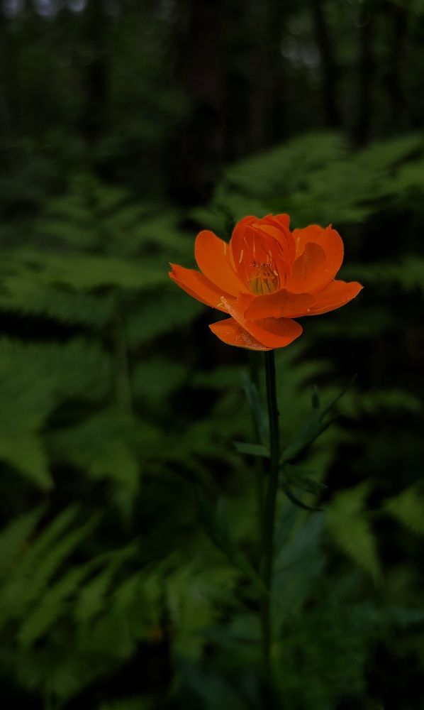 Photograph by Наталья Соловьева