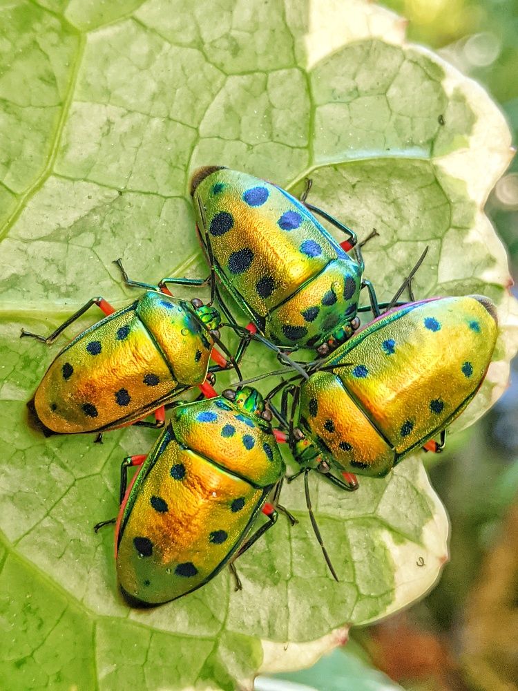 Jewel Bugs