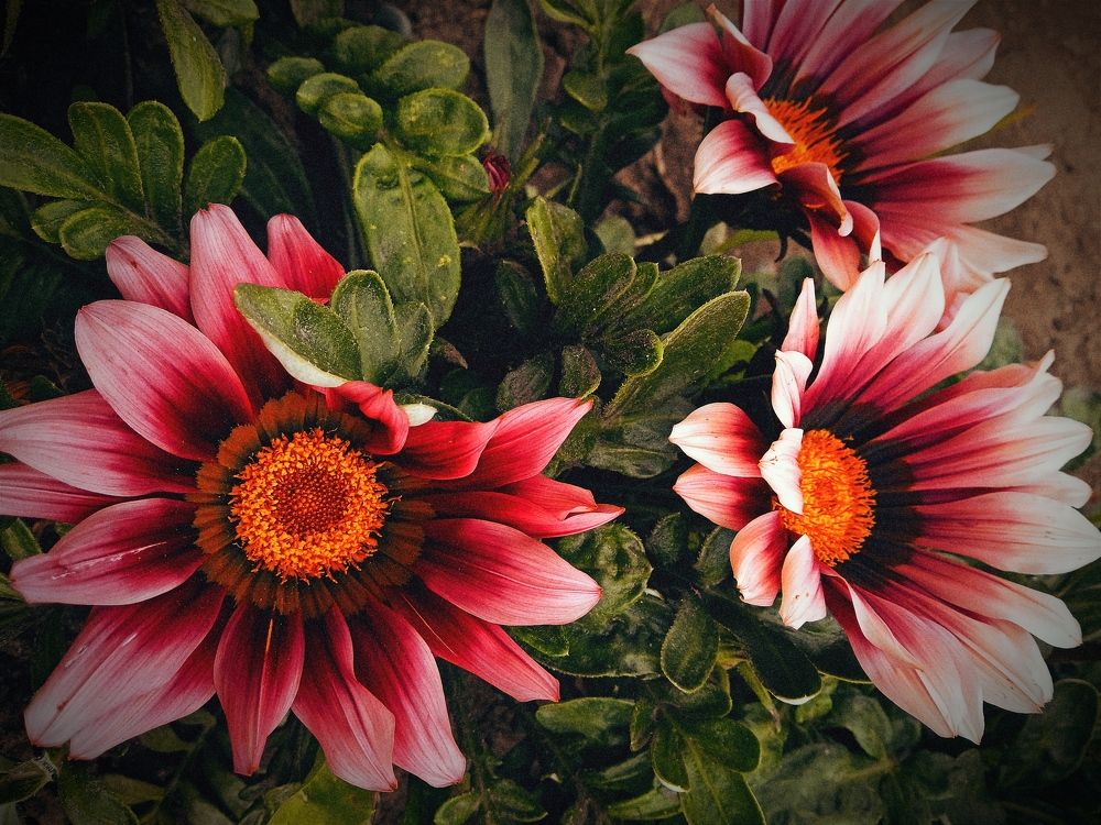 Красные солнышки.