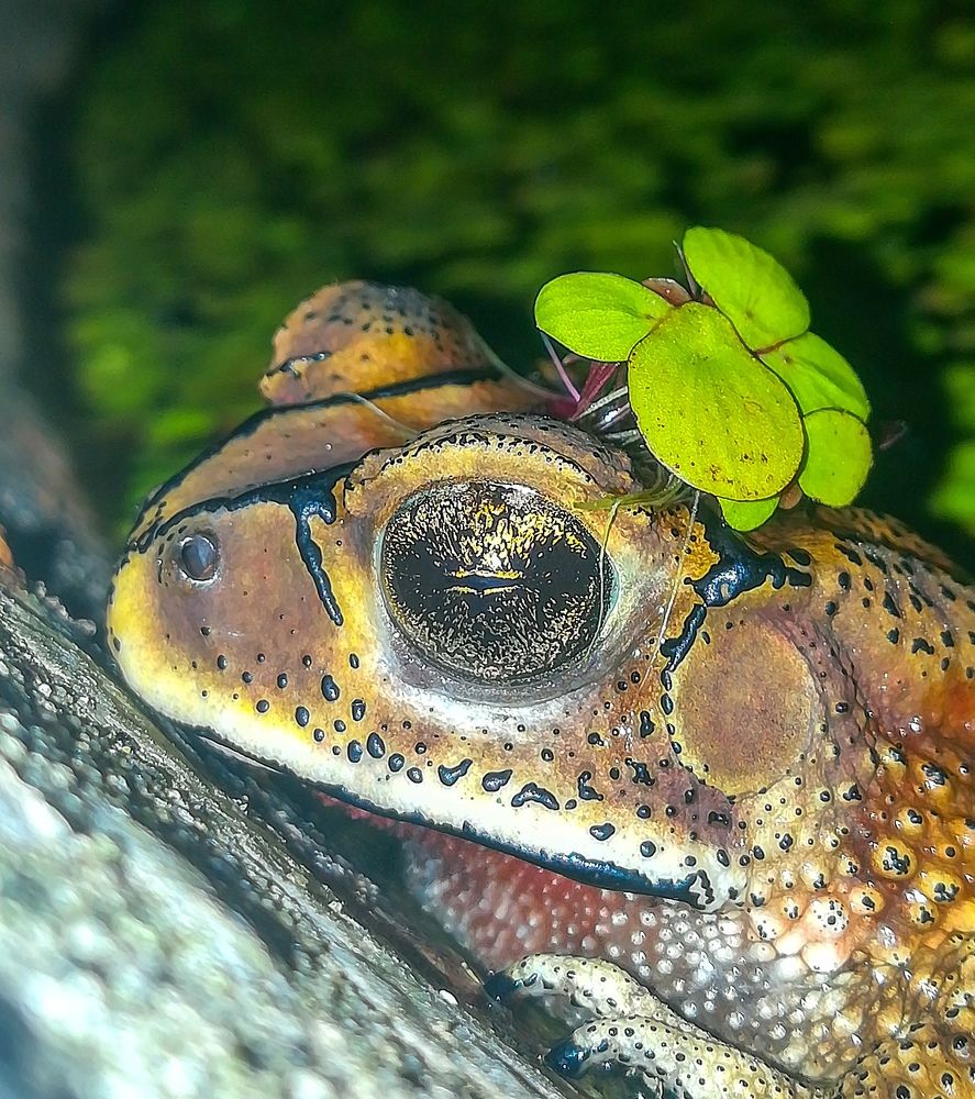 Photograph by Naren Abeyakoon