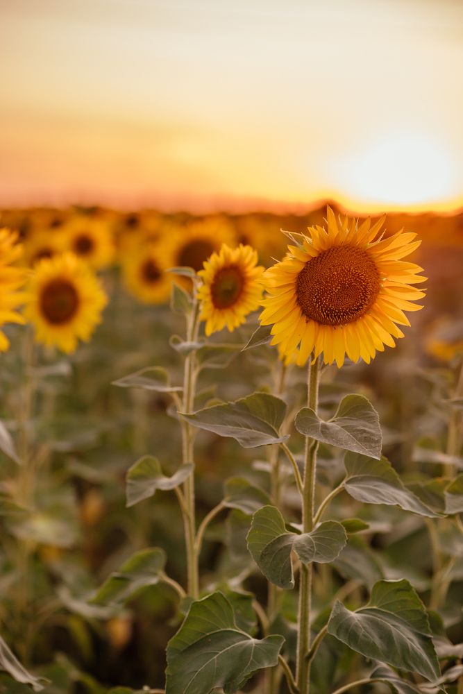История в подсолнухах