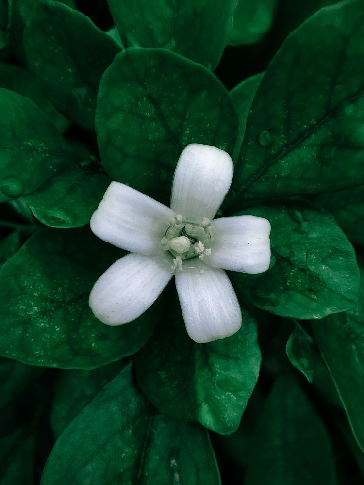 Photograph by Raheem Oluwadamilare