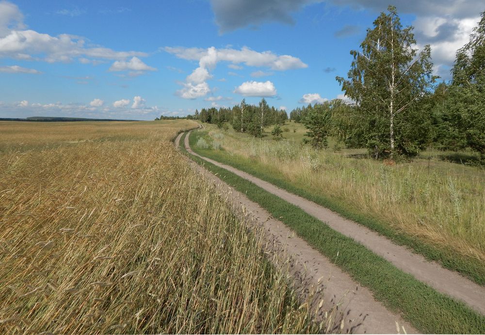Полевая дорога