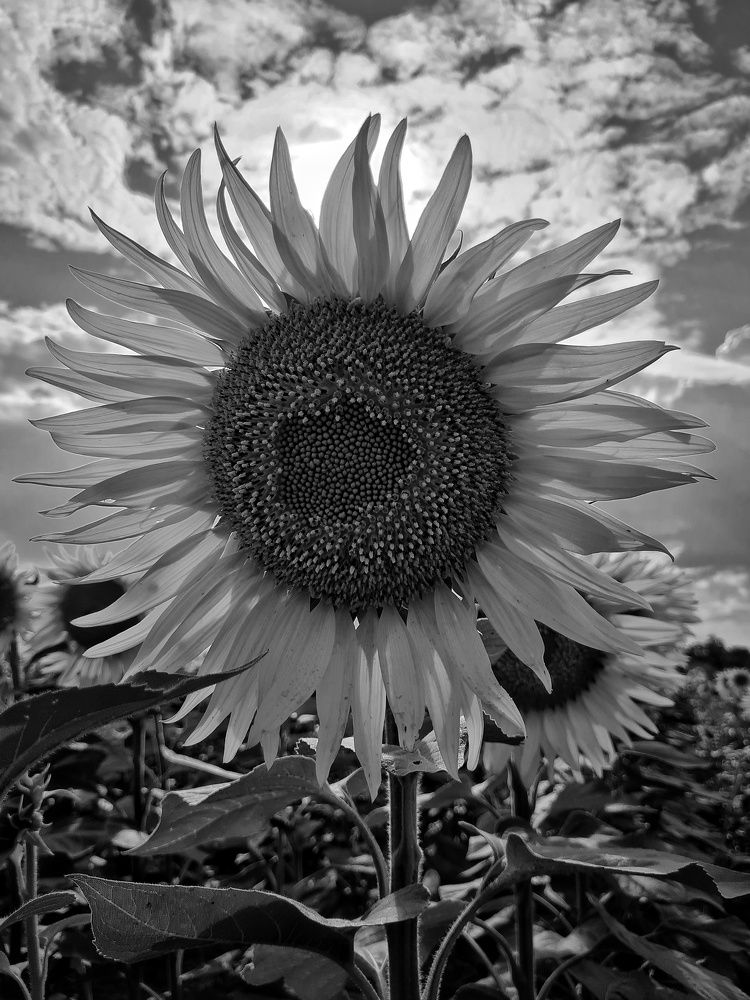 Фотография автора Алла Шикина