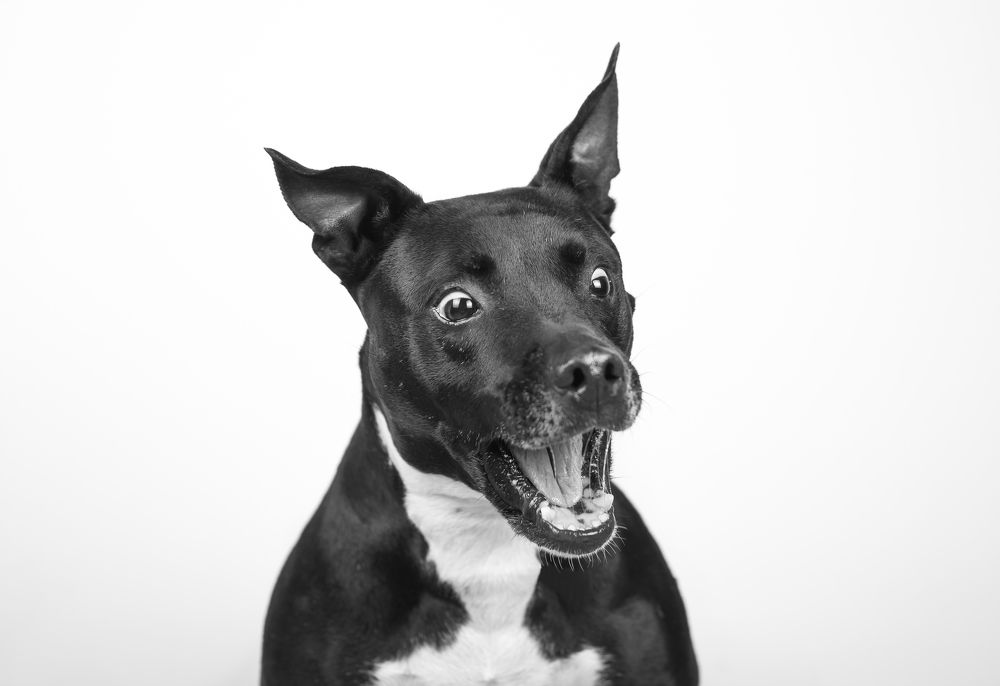 Photograph by Elfotografodemascotas