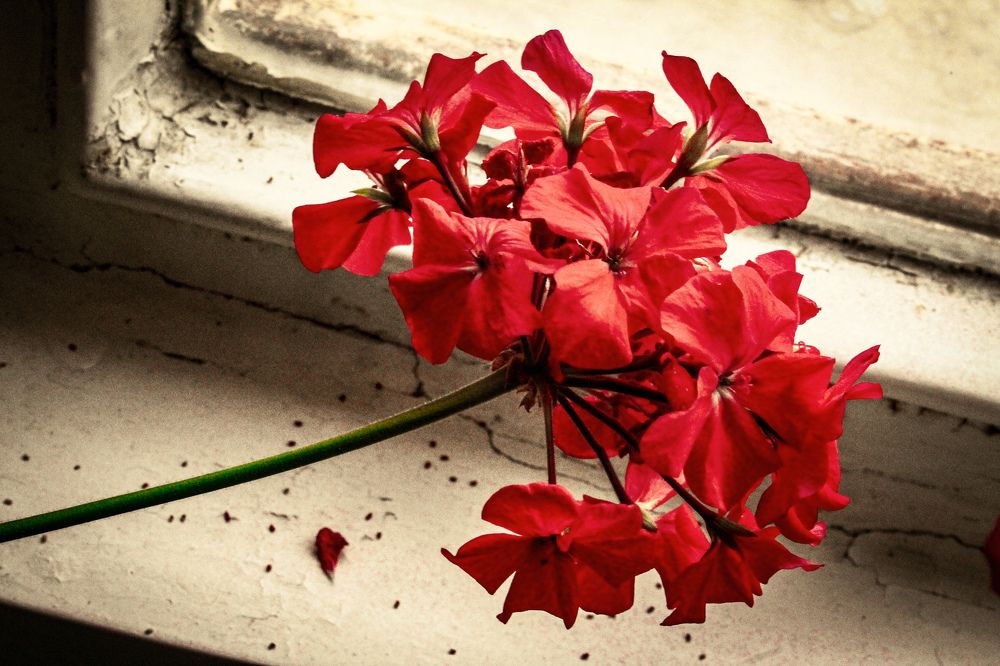 Photograph by talanavard farzad