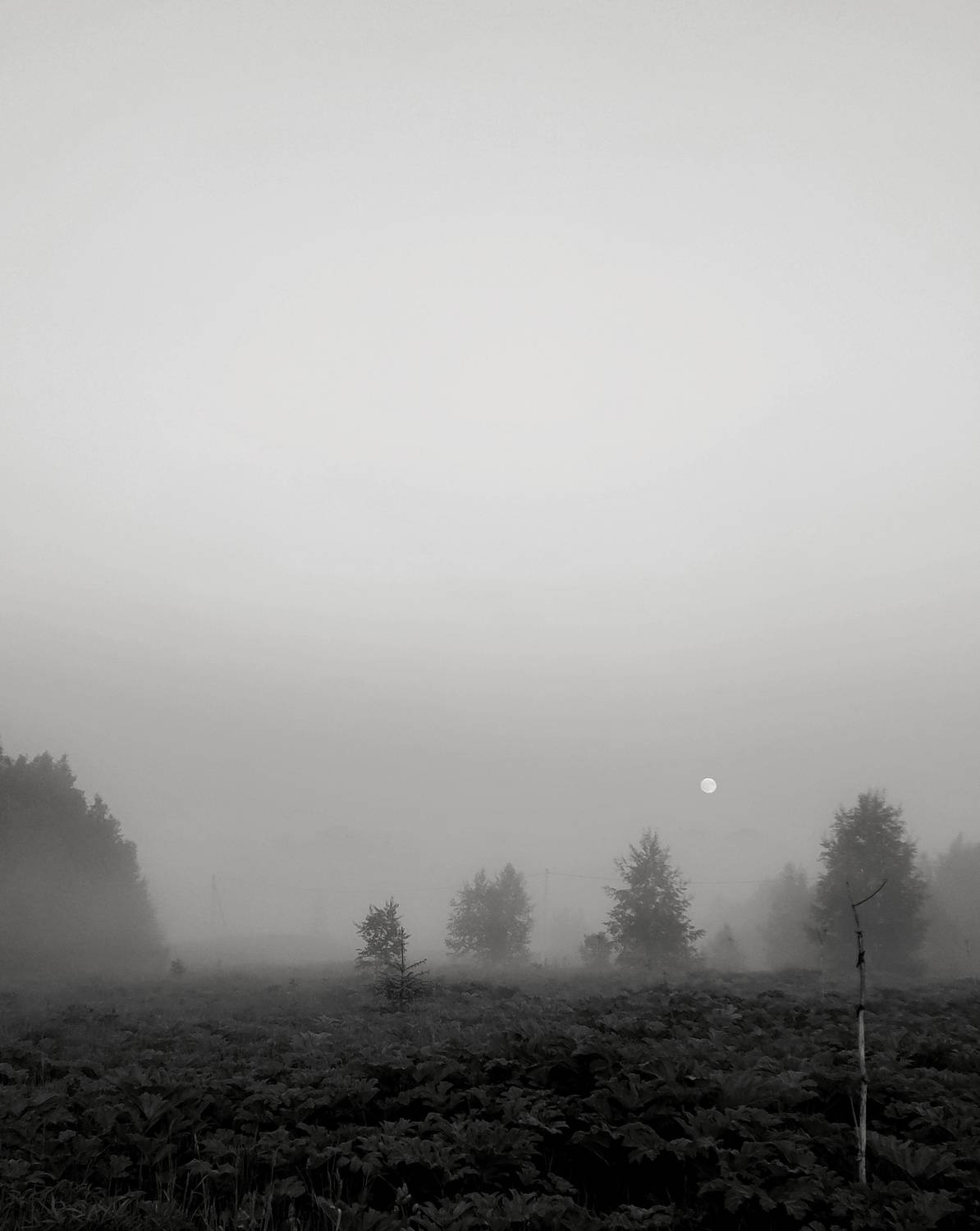 Photo #7852153