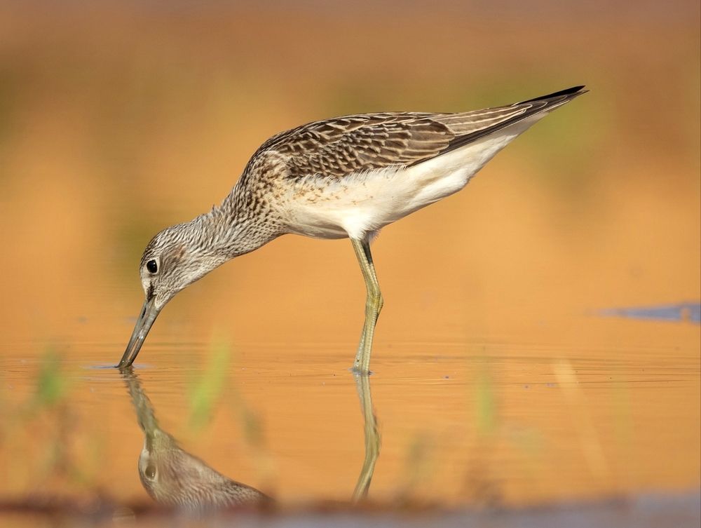 Большой улит на рассвете