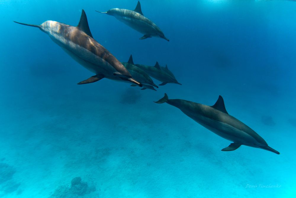 Дельфины в бухте .