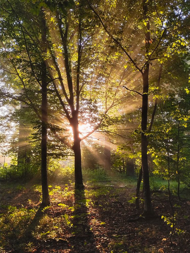 В лучах рассвета