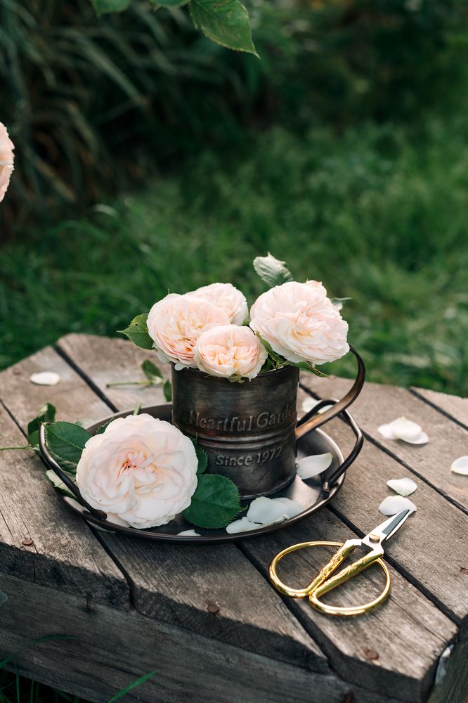 Photograph by Дарья Гомза