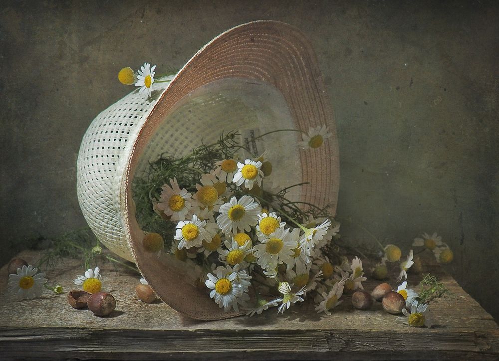 Ромашки спрятались...