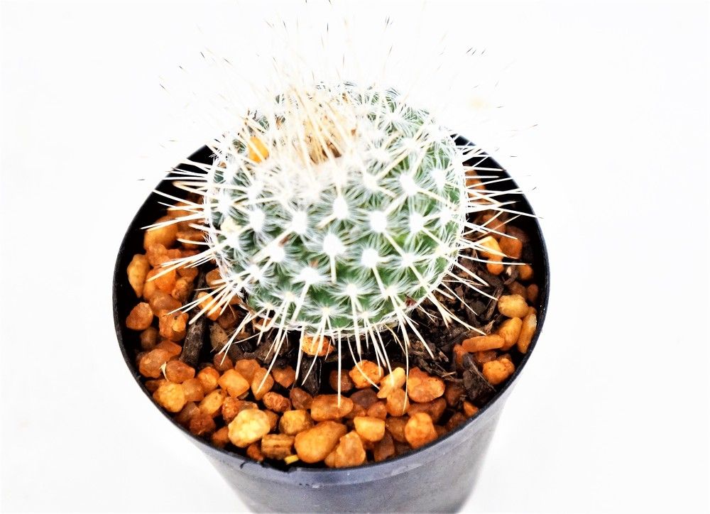 Photograph by Mbulelo Zalekile