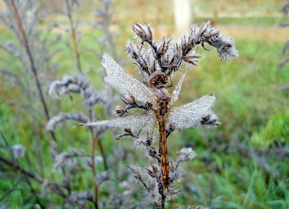 Photograph by Дмитрий Соколов