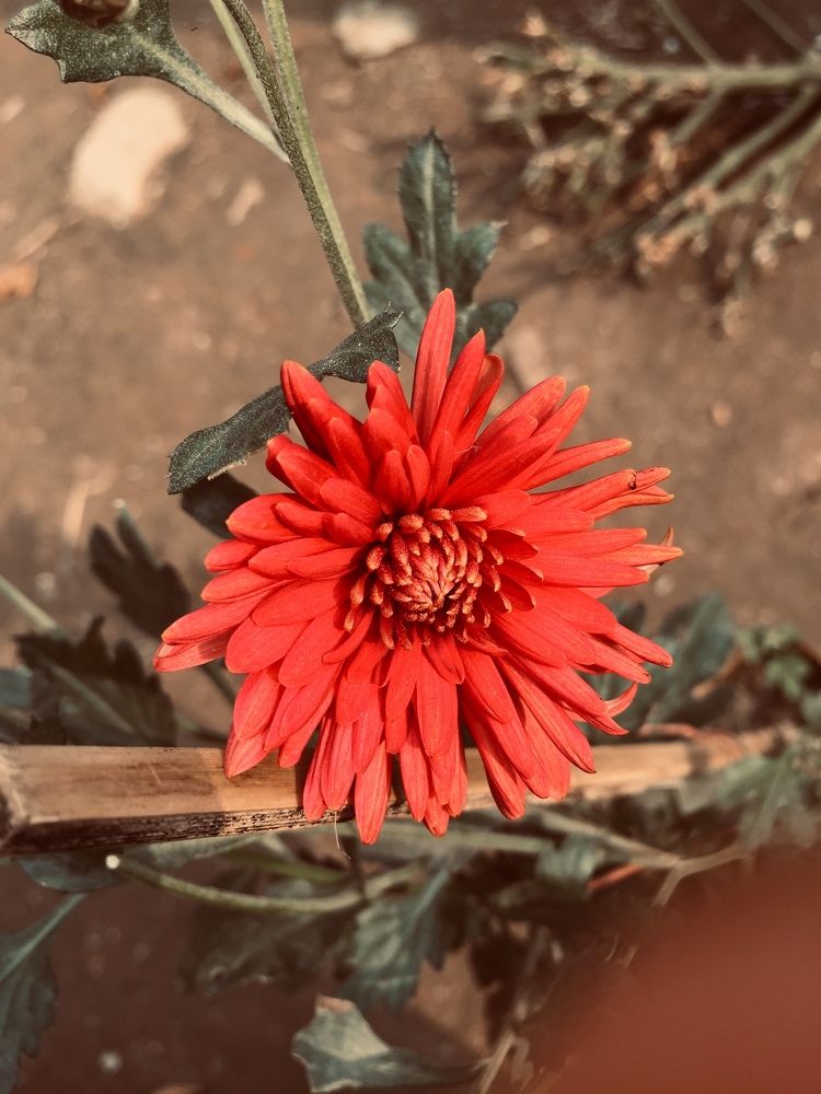 Photograph by Mehedi Hasan Srabon