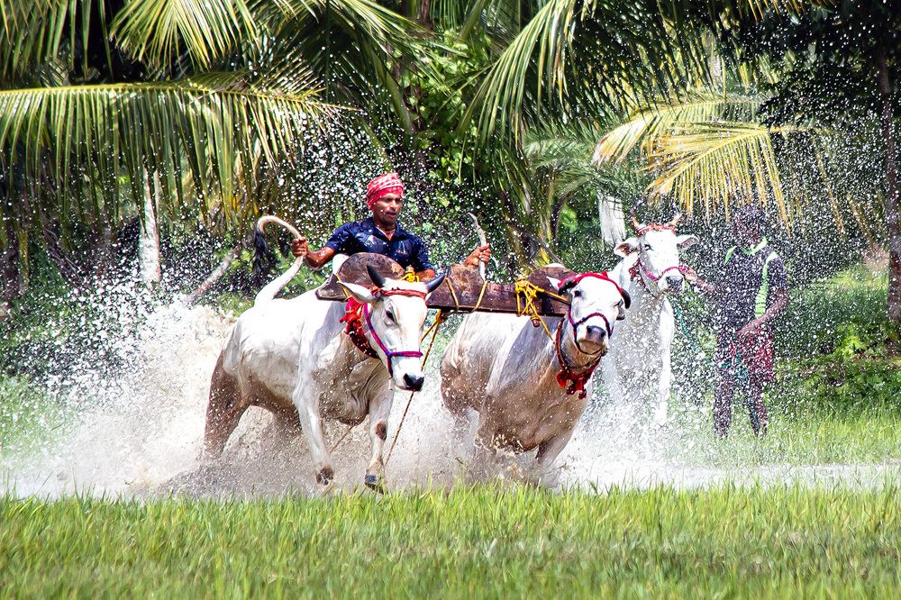 Photograph by Sudipta Das