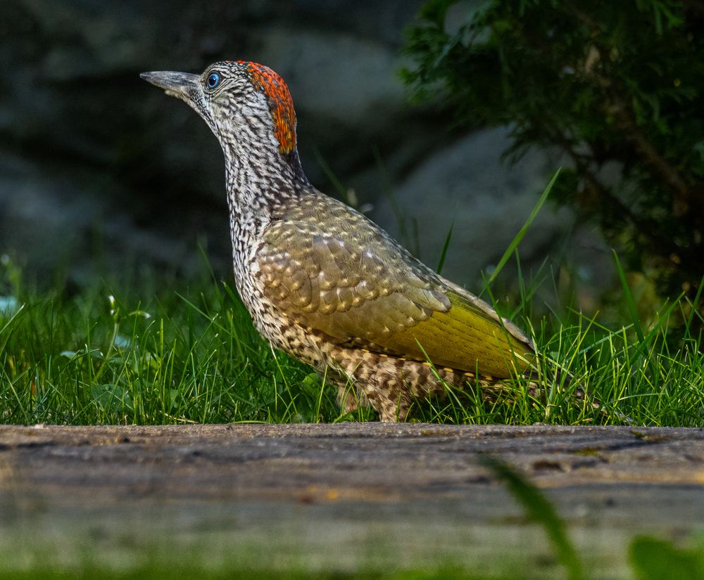 Photograph by Курлянцев Алексей