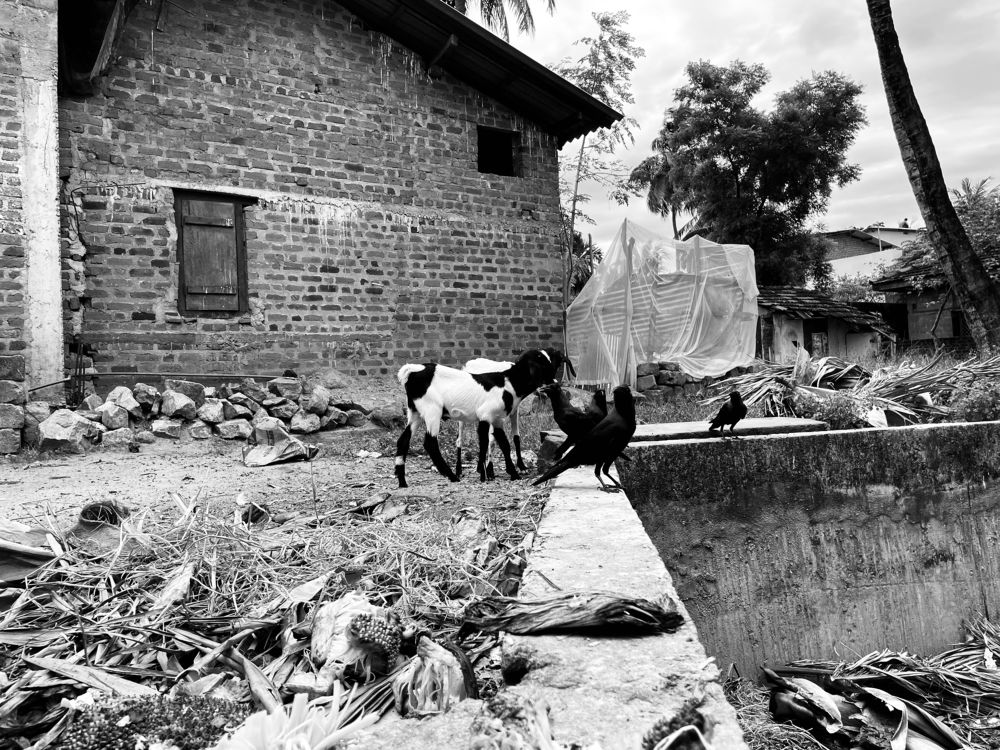 Photograph by Mim.Harosh