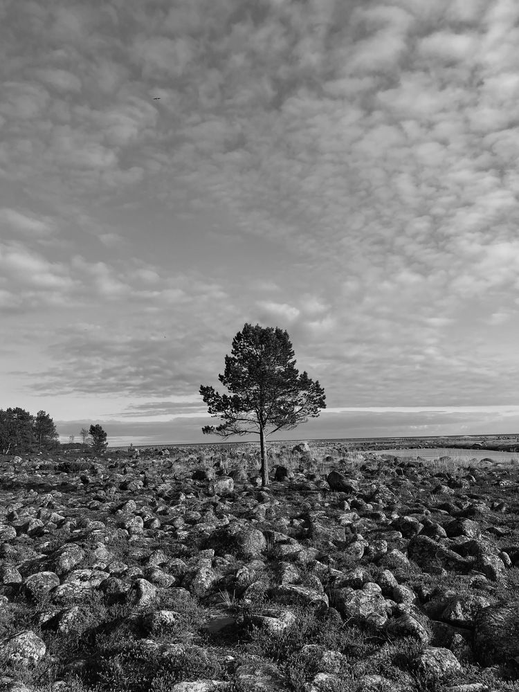 Photograph by Вероника