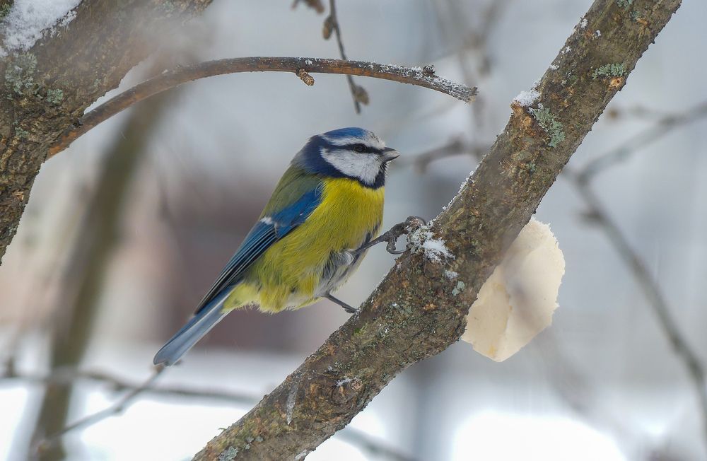 Photograph by Ян Адамсон