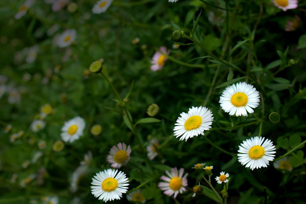 Photograph by Partha Chakraborty