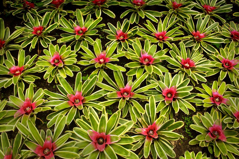 Photograph by Partha Chakraborty