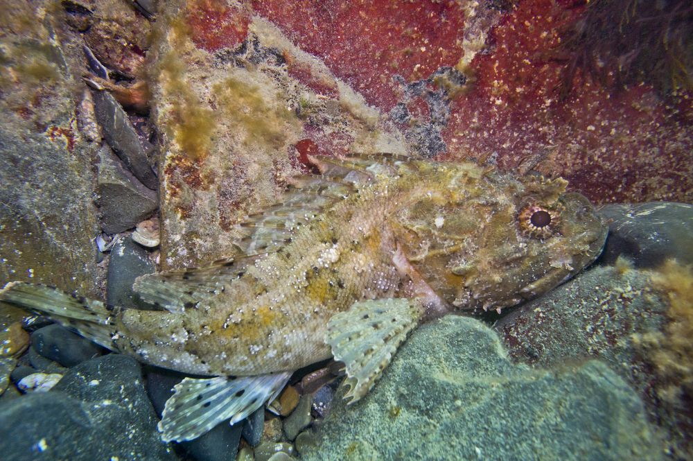 Фотография автора Эрнст Антонов