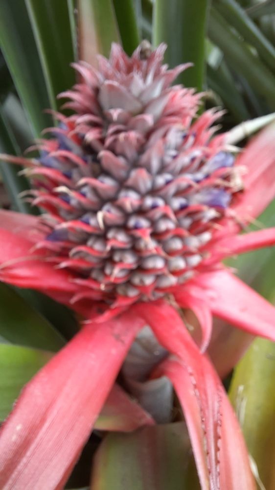 Photograph by Md Shamsul Haque Suza