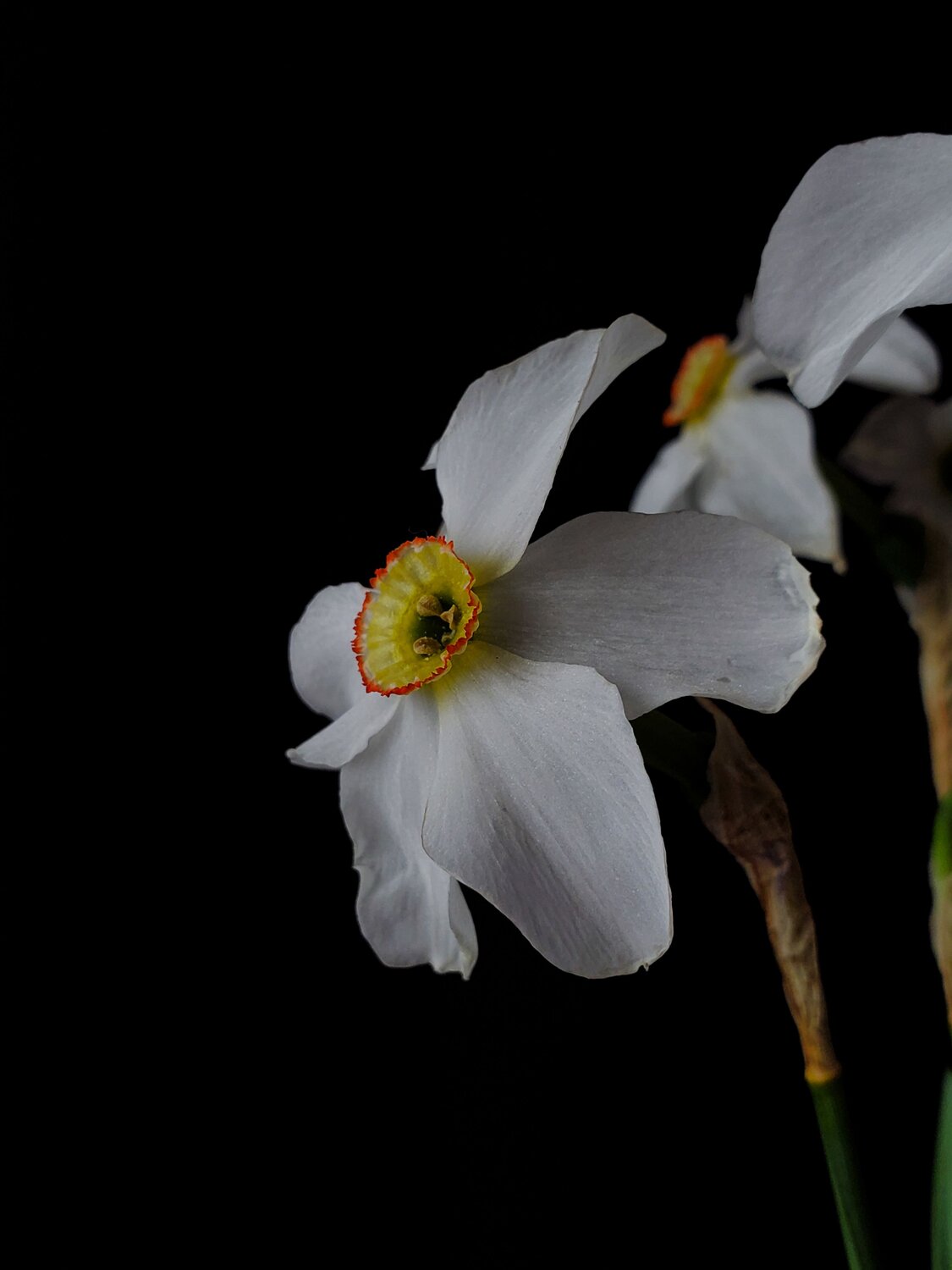 Black. Flowers. Spring.