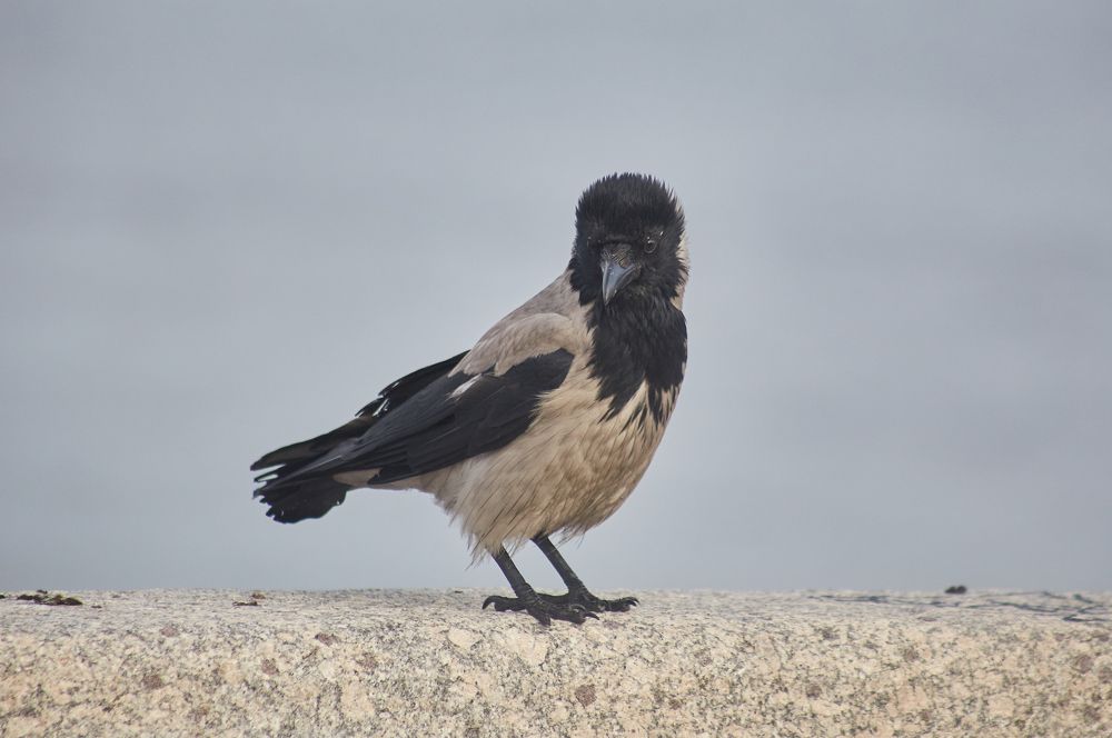 Фотография автора Андрей Челомов