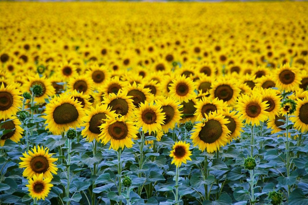 Photograph by Дмитрий Шумский