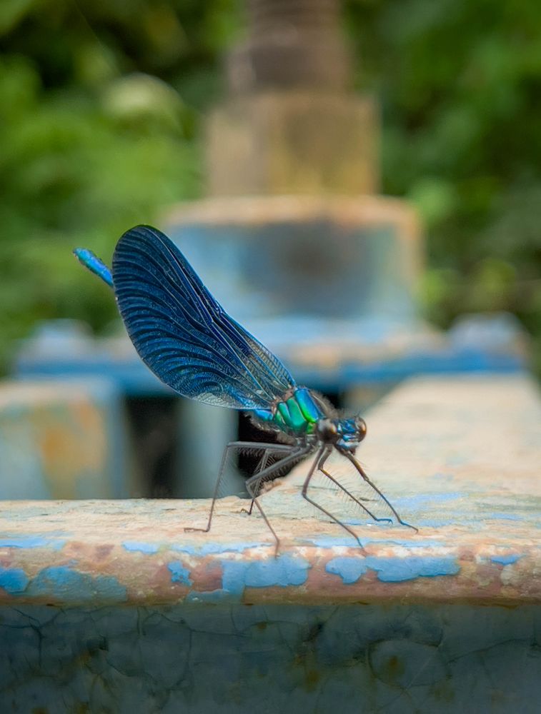 Живность Самурского леса